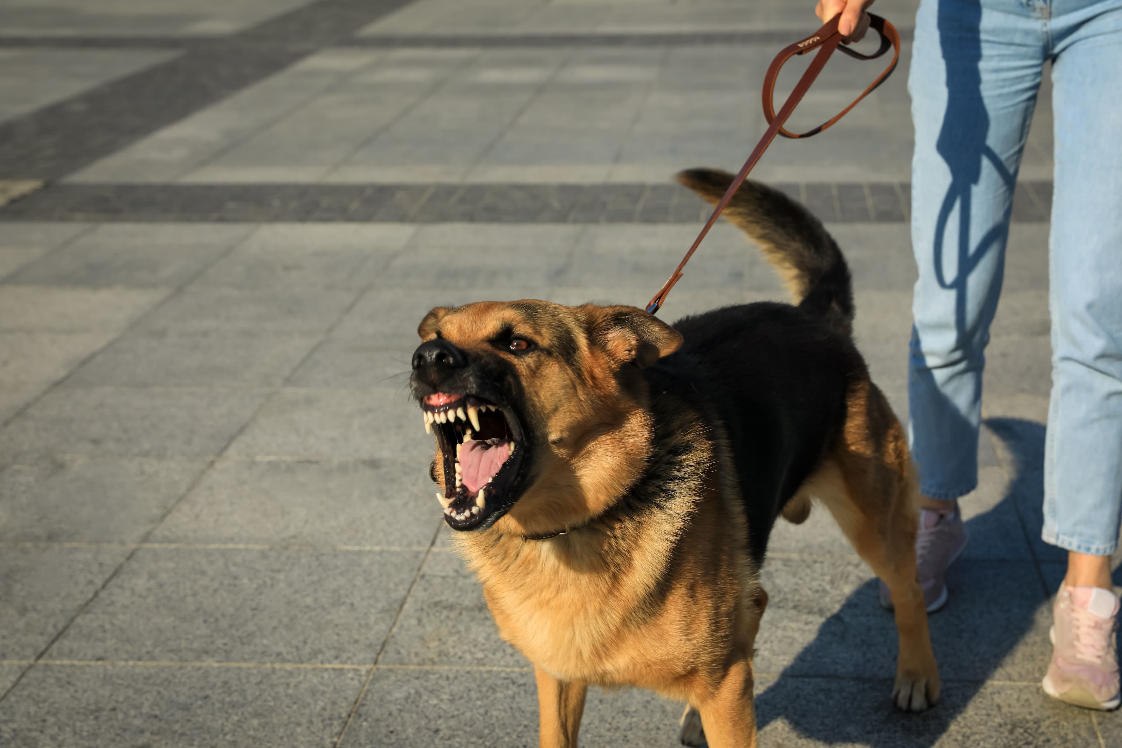 Pursuing Justice for Dog Bite Injuries: Protecting Your Rights